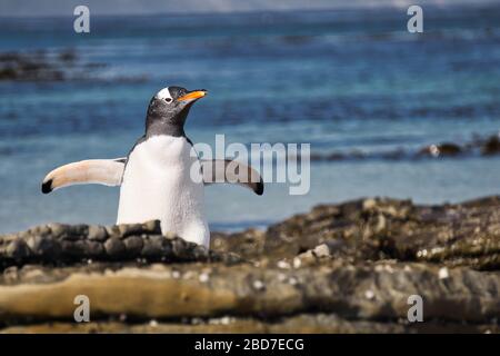 Auf den Falklandinseln kommt ein Gentoo-Pinguin aus dem Wasser Stockfoto