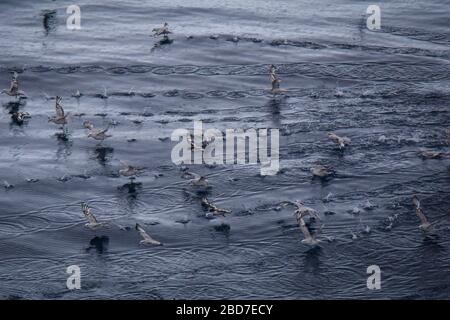 Im Scotia-Meer in der Nähe der Antarktis nimmt eine Vogelschar vom Wasser ab Stockfoto