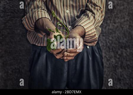 Nahaufnahme Bild der alten, zerknitterten Bauernhand, die eine frische junge grüne Pflanze hält, sprießen mit Erde, der auf dunkelgrauer Hintergrundwand isoliert ist. Symbol für Stockfoto