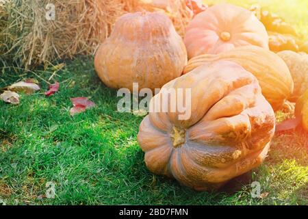 Riesige reife Kürbisse auf dem grünen Gras. Herbsternte. Stockfoto
