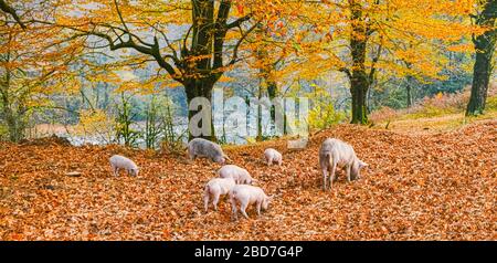 Familie der kleinen Ferkel Stockfoto