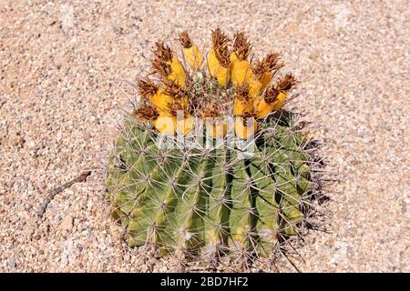 Der Fass Fishhook Cactus -Ferocactus Wislizenii, auch Arizona Barrel Cactus oder SW Barrel Cactus genannt, mit Ananas geformten Früchten, oft nebelig Stockfoto