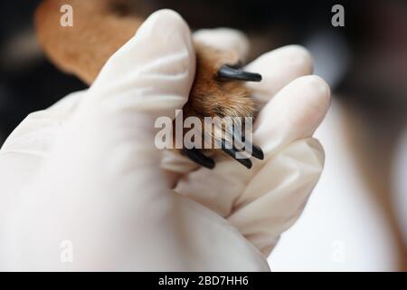 Die Pfote eines Hundes in den Händen eines Tierarztes zum sicheren professionellen Trimmen der Tiere Krallen durch einen Arzt. Stockfoto