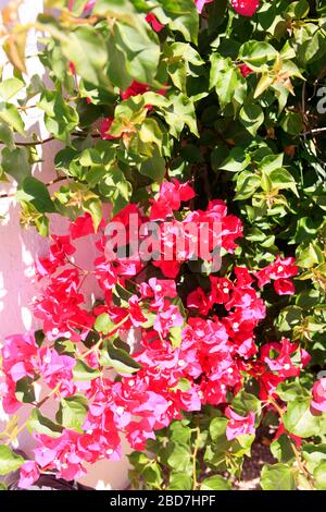 Bougainvillea wird auch Santa Ponsa genannt, die dornige Zierpflanze, die in Südamerika beheimatet ist. Stockfoto