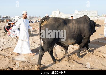 Bull kämpft beim wöchentlichen Stierkampf, Barka, in der Nähe von Muscat, Oman, zwischen den großen Preisträgerbullern Stockfoto