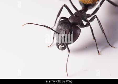 Eine Larve der australischen Bullenantie Myrmecia pyriformis, die versucht, einen Kokon zu bauen, während sie sich im Spiegel reflektiert. Stockfoto