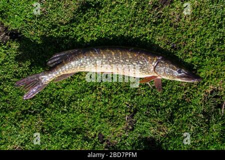 Trophäe „Fischer“. Gefangener Hechtfisch liegt auf dem Gras Stockfoto