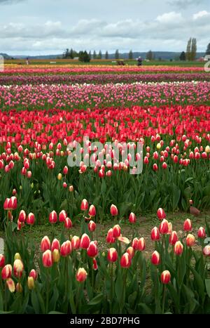 Skagit Valley Tulip Festival USA . Ein Tulpenfeld im Skagit Valley, Washington State. Stockfoto