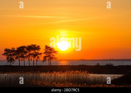 Lebhafter Sonnenuntergang im Land der Seen, orangefarbene Skyline mit Pinien Silhouetten Stockfoto