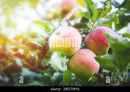Große rote Äpfel aus nächster Nähe auf einem Ast. Reife Früchte. Stockfoto