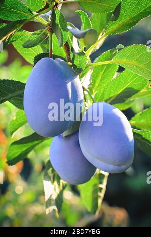 Fruits of ripe plum on a green tree branch. Autumn harvest. Stockfoto