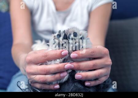 Hundehalter. Mädchen hält Pfoten eines Hundes, Nahaufnahme. Haustier. Gemütlichkeit. Stockfoto