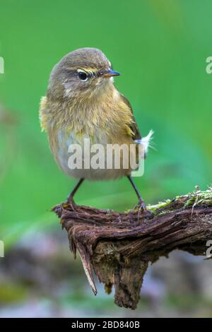 Chiffchaffe (Phylloscopus collybita), sitzt auf einer Wurzel, Deutschland, Bayern Stockfoto