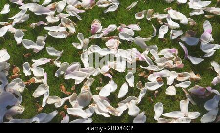 Verfallene Magnolien auf einem Rasen, Deutschland Stockfoto