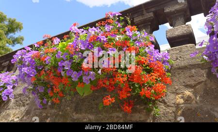 Geranium (Pelargonium spec.), Behälter mit aufblühendem Geranium und Petunien an einer Wand, Deutschland Stockfoto