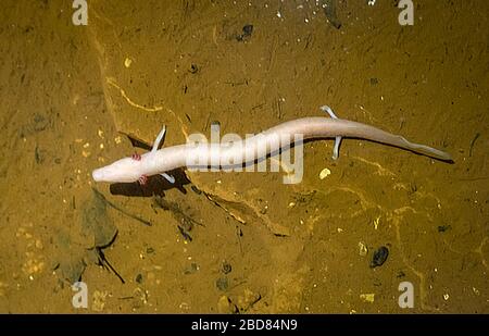 Europäisches olm, blinder Salamander (Proteus anguinus), in Kalksteinhöhle Jama Baredine, Kroatien, Istrien, Porec, Nova Vas Stockfoto