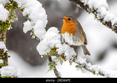 Europäischer Robin (Erithacus rubecula), auf einem schneebedeckten Ast, Seitenansicht, Deutschland, Bayern Stockfoto