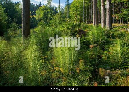 Großer Horsetail (Equisetum telmateia, Equisetum telmateja, Equisetum Maximum), Herbstwald mit großer Horsetail, Deutschland, Bayern, Ammergauer Alpen Stockfoto