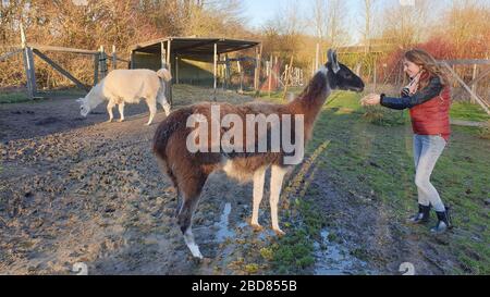 Lama (Lama Glama), lächelnde Frau füttert eine Lama, Seitenansicht, Deutschland Stockfoto