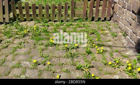 Löwenzahn (Taraxacum spec.), Vegetation in Pflastersteinen mit blühendem Löwenzahn auf einem Hof, Deutschland Stockfoto