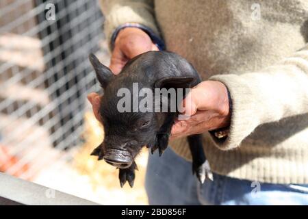 Schwarzes iberisches Schwein (Sus scrofa f. domestica), Ferkel in den Händen eines Vermarkters auf einem Wochenmarkt, Vorderansicht, Spanien, Balearen, Mallorca Stockfoto