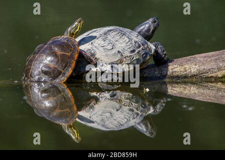 Slider, gewöhnlicher Slider, Teichschieber, Gelbbauchschildkröte (Trachemys scripta scripta, Pseudemys scripta scripta, Chrysemys scripta scripta), zwei Sliders Sonnenbaden, Deutschland Stockfoto