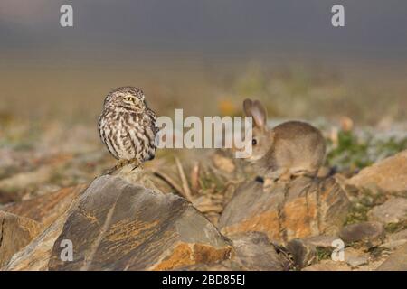 Westeuropäische kleine Eule (Athene noctua vidalii, Athene vidalii) und Kaninchen, Spanien Stockfoto