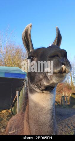 Llama (Lama Glama), Porträt, Blick auf die Kamera, Deutschland Stockfoto