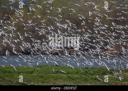 Schwarzköpfige Möwe (Larus ridibundus, Chroicocephalus ridibundus), fliegende Herde, Deutschland, Bayern Stockfoto