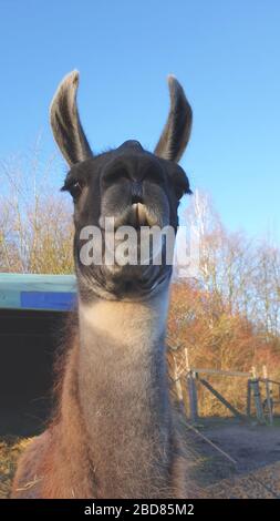 Llama (Lama Glama), Porträt, Blick auf die Kamera, Deutschland Stockfoto