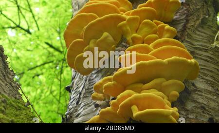 Das Huhn des Holzes, Aulphur-Polypore, Schwefel-Schelfeis (Laetiporus sulfureus), am Stamm eines lebenden Kirschbaums, Deutschland Stockfoto