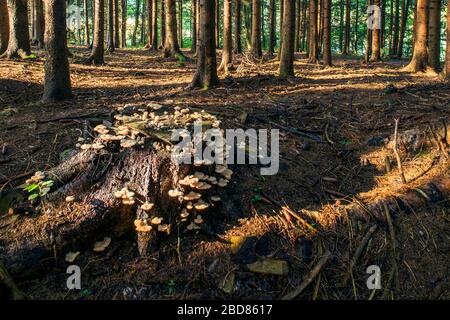 Norwegenfichte (Picea abies), Pilze an einem Baumschnack im Fichtenwald, Deutschland, Bayern Stockfoto