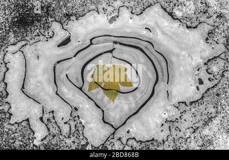 Sycamore Ahorn, großer Ahorn (Acer pseudoplatanus), Ahorn-Blatt unter Eis in einer Pfütze, Deutschland, Bayern Stockfoto