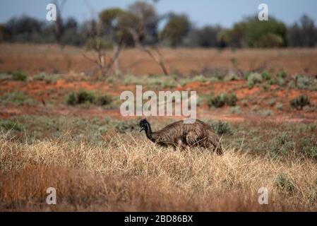 Emu im trockenen australischen Grasland Stockfoto