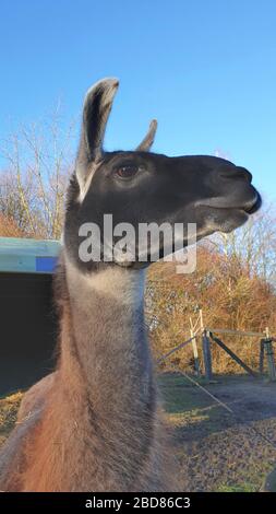 Lama (Lama Glama), Porträt, Seitenblick, Deutschland Stockfoto