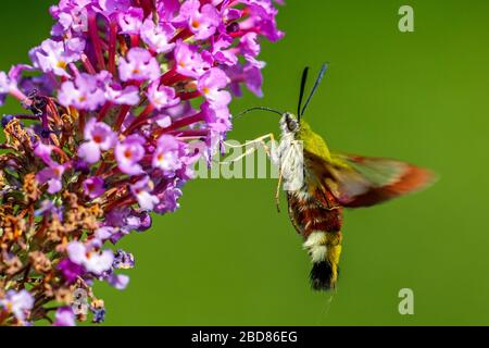 Breit umgrenzter Bienenfalter, breit umgrenzter Bienenfalter (Hemaris fuciformis, Haemorrhagia fuciformis) saugt Nektar aus Buddleja, Deutschland, Bayern Stockfoto