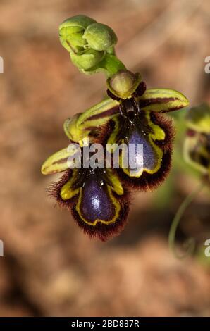 Zwei Blumen der wilden Spiegelbiene Orchid (Ophrys Speculum) über einem braunen roten Schmutz aus dem Fokus natürlicher Hintergrund. Arrabida Natural Park, Portugal. Stockfoto