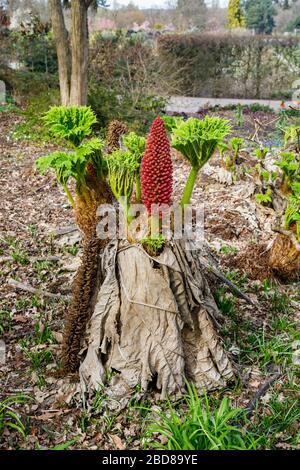 Gunnera Tinctoria, der riesige Rhabarber oder chilenische Rhabarber, der im Süden Chiles und Argentiniens geboren wurde, im Frühjahr im RHS Garden, Wisley, Surrey Stockfoto