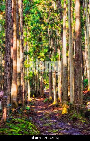 Gerade hohe Kiefern in den Wäldern rund um Kyoto in Japan an einem sonnigen Tag. Stockfoto