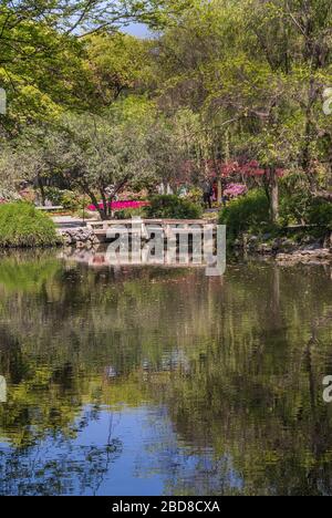 Suzhou China - 3. Mai 2010: Bescheidener Administratorengarten. Porträt der Wand aus grünem Laub über grünlichem Spiegelungswasser des Kanals mit kleiner Brücke Stockfoto