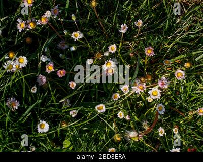Unidentifizierte wenige Menschen in leeren Straßen im Jahr 2020 sperren sich und Ausbruch in Cremona, Italien unter Quarantäne Stockfoto