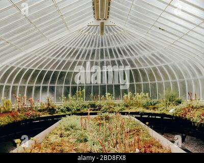 Fleischfressende Pflanzen in den Glasgow Botanic Gardens Stockfoto