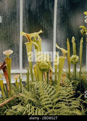 Fleischfressende Kritcherpflanzen in den Botanischen Gärten von Glasgow Stockfoto