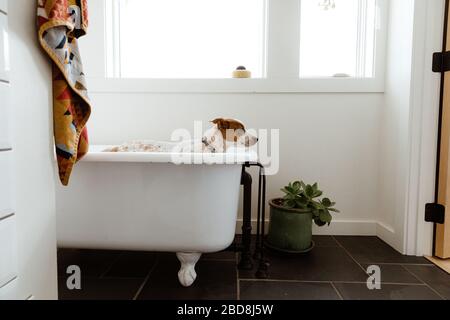 Seitenansicht des traurigen Welpen, der vor der Badezeit im weißen Badezimmer steht Stockfoto