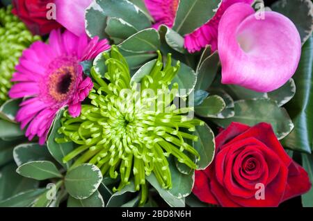 Lebhafter Blumenstrauß mit frischen Blumen in komplementären Pinks und Grüns Stockfoto