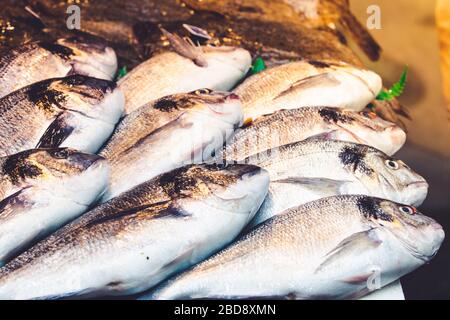 Frischer Fisch aus dem Mittelmeer, der auf einem Markt in Málaga, Spanien, verkauft werden kann. Spanische authentische Gastronomie Kultur. Stockfoto