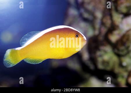 Orange Skunk Clownfish - (Amphiprion Sandaracinos) Stockfoto