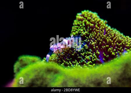 Anemone Garnelen mit weißem Fleck - (Periclimenes brevicarpalis) Stockfoto