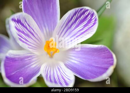 Pickwick Crocus Detail. Die Draufsicht zeigt die seltsamen violett-weiß gestreiften Kronblätter Stockfoto