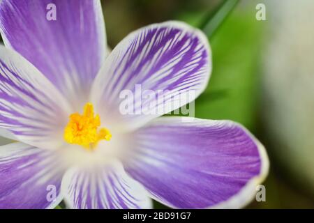 Pickwick Crocus Detail. Die Draufsicht zeigt die seltsamen violett-weiß gestreiften Kronblätter Stockfoto